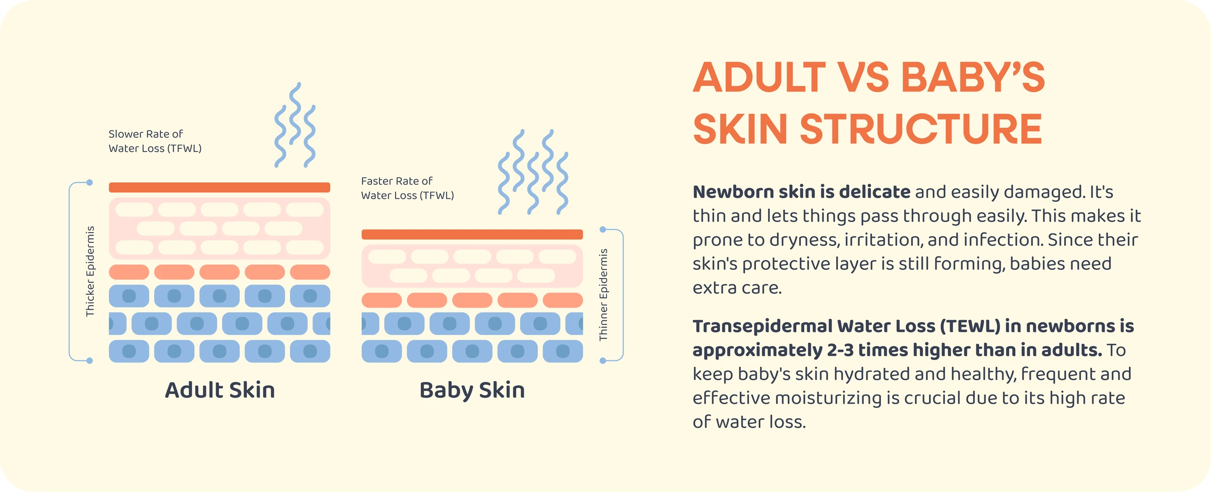Skin Structure Adult Skin vs Baby Skin - Little Q Intense Baby Lotion
